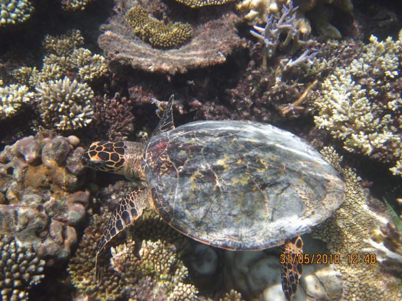 Maldivas 2010 063