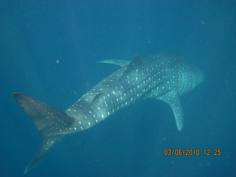 Maldivas 2010 267