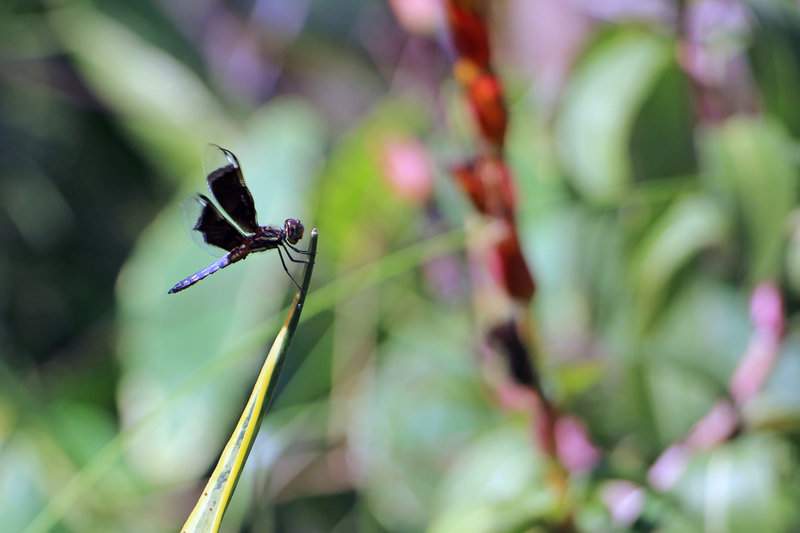 Maputo_Abril_2014 (109)