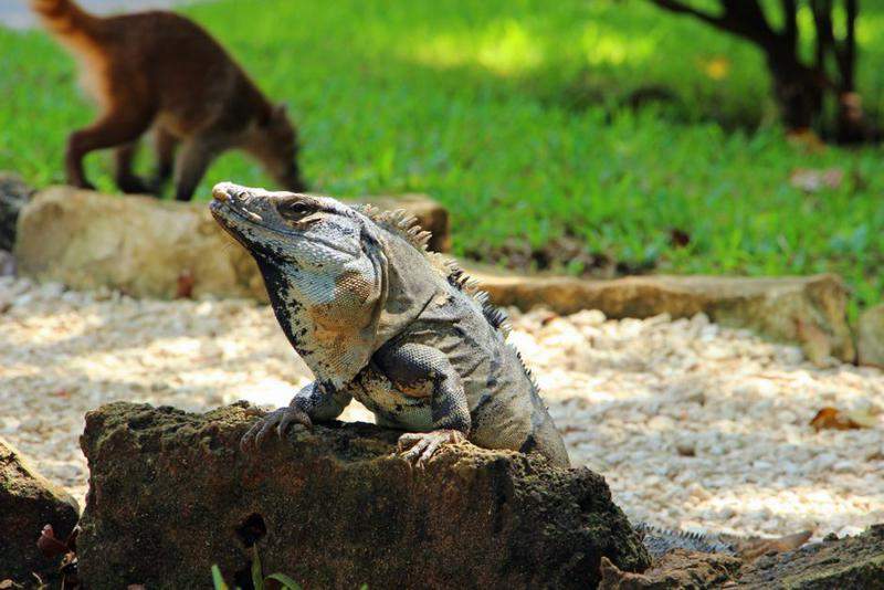Mexico 201428