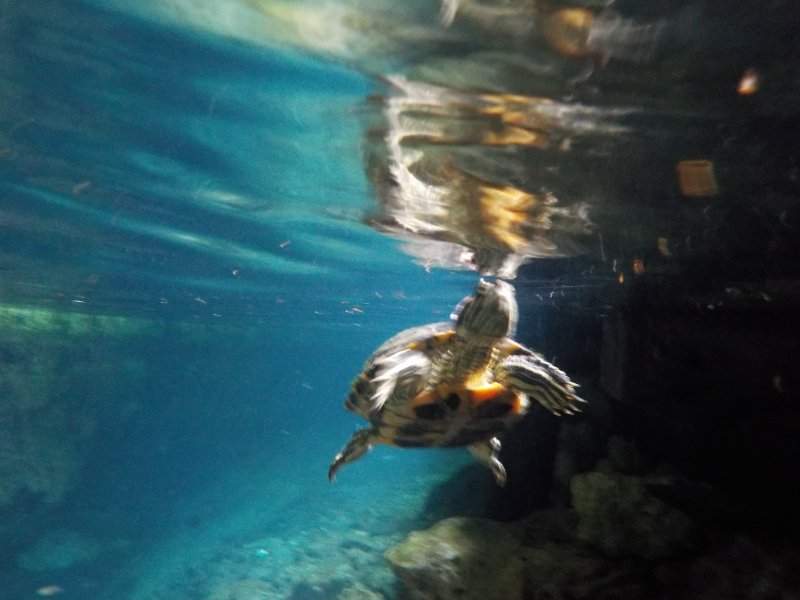 México - Tulum - Gran Cenote