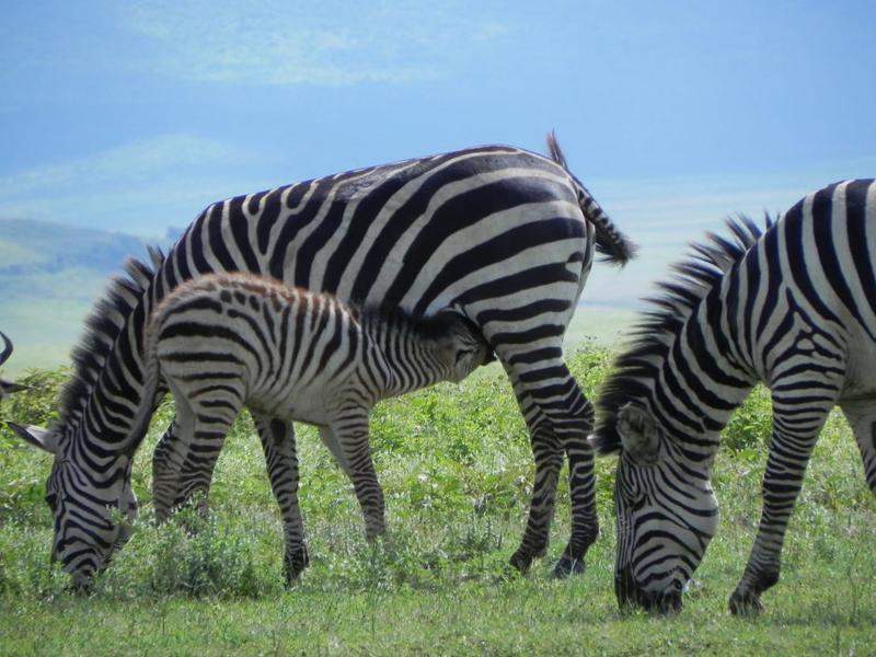 na cratera de Ngorongoro