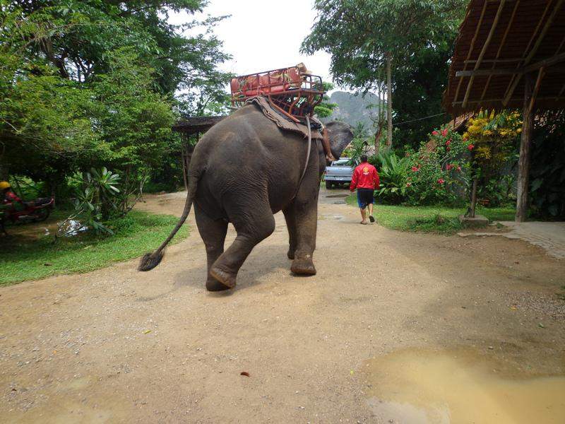 Na fazenda dos elefantes
