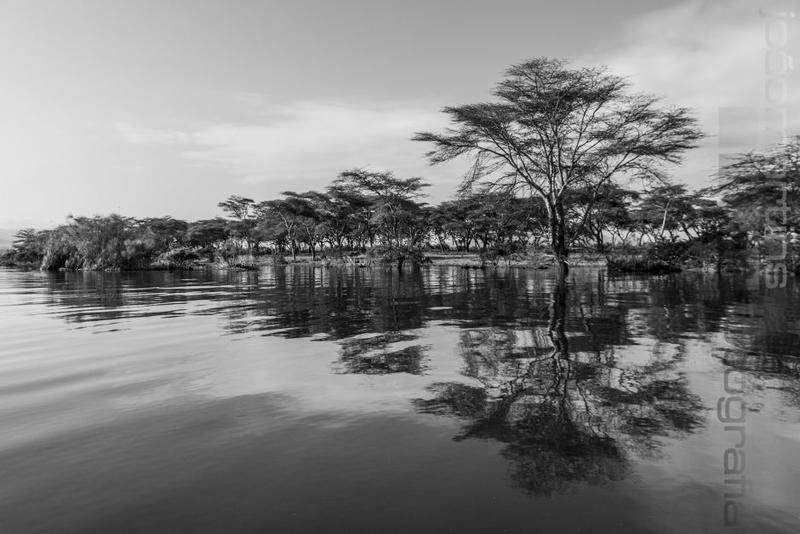 Naivasha