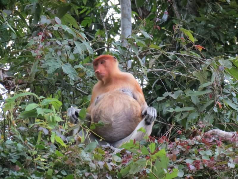 Narigudos - Kinabatangan River