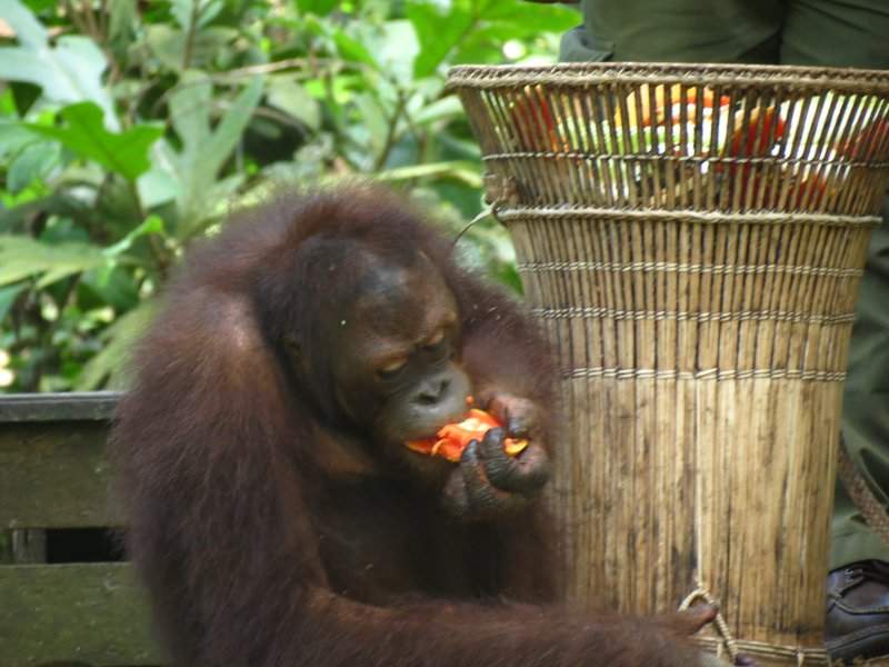 Orangutango
