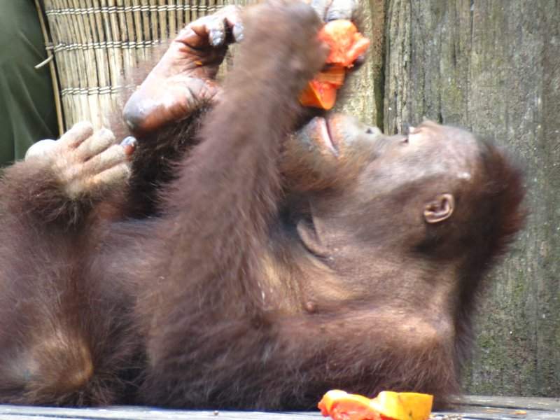 Orangutango