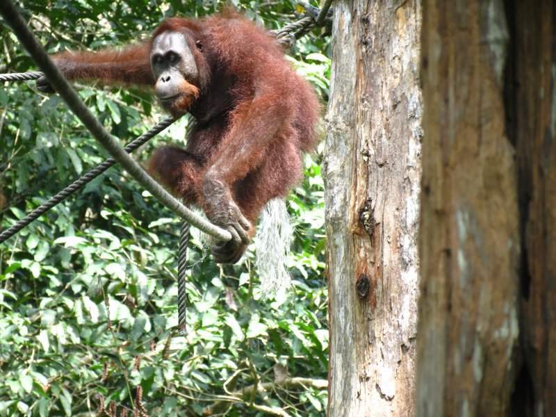 Orangutango