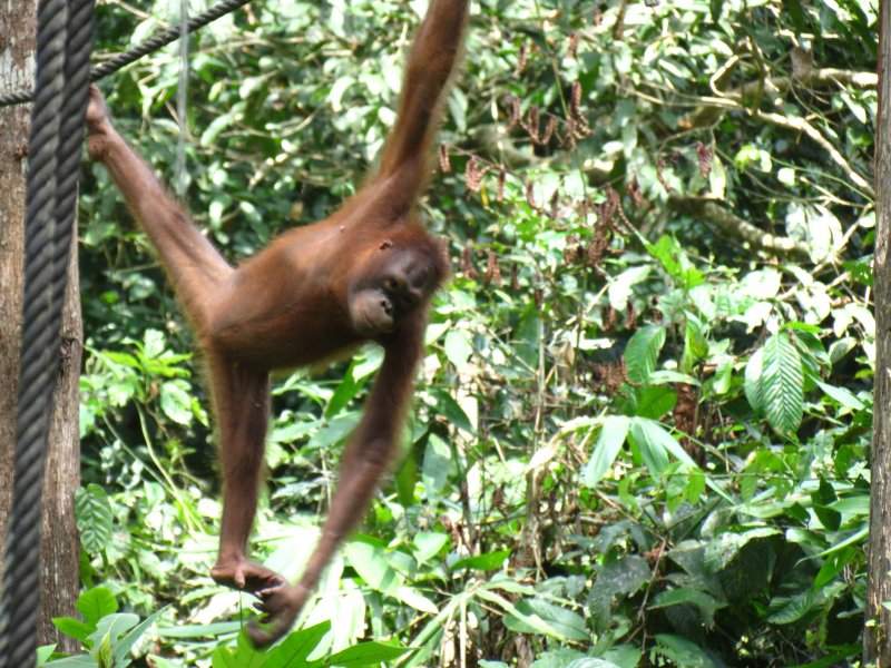 Orangutango
