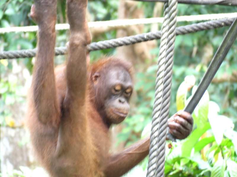Orangutango