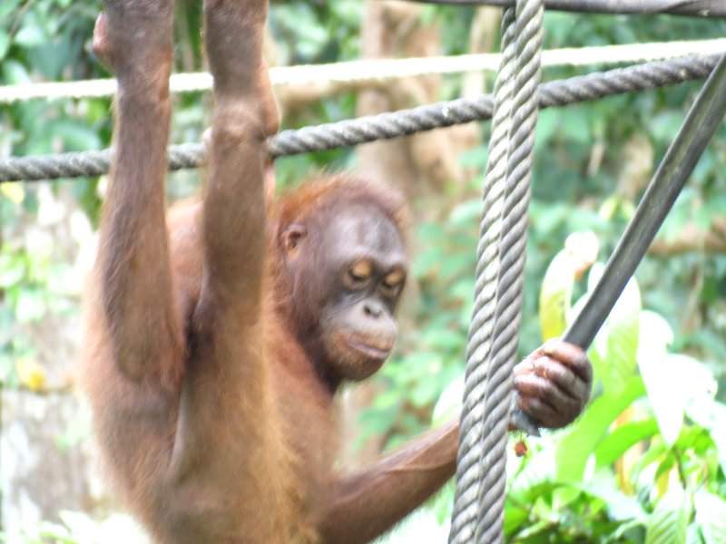 Orangutango