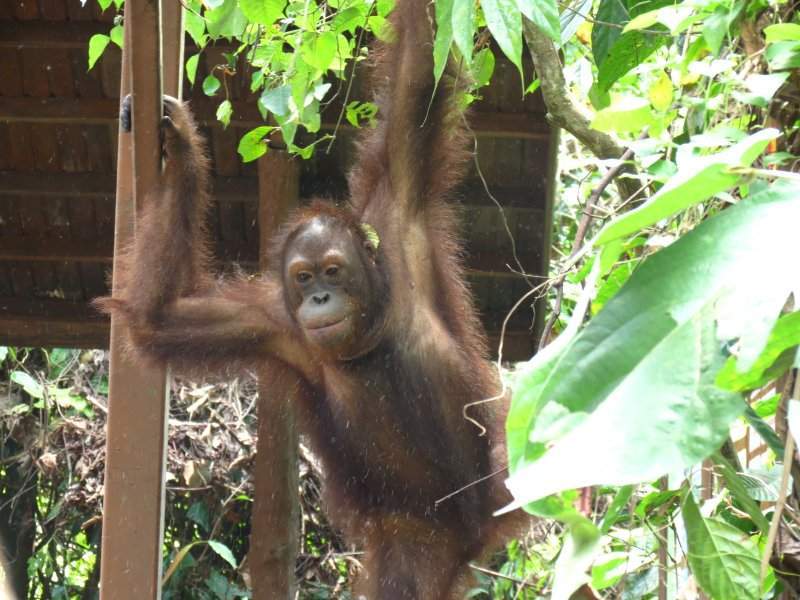 Orangutango