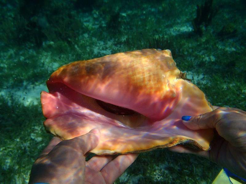 P5220166 (Cópia)