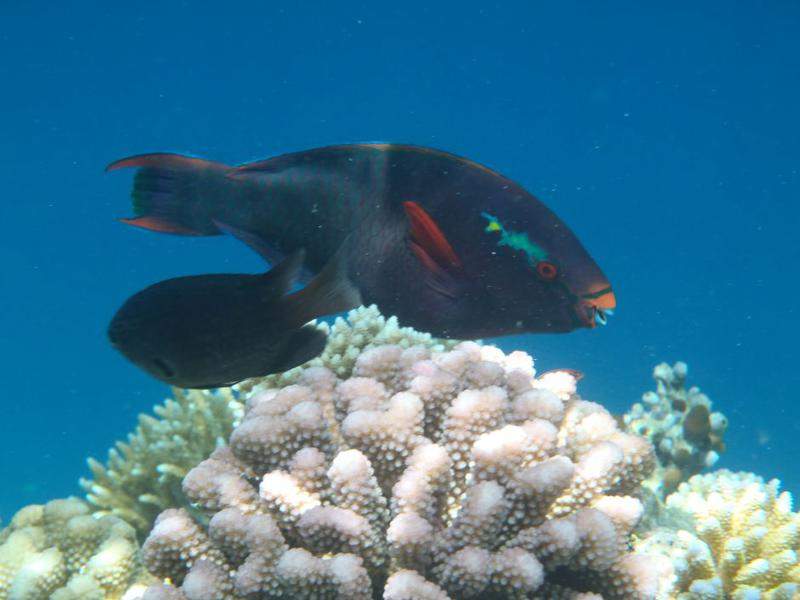 P9070394