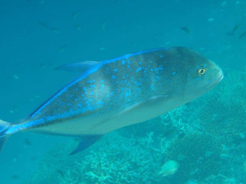 P9120146