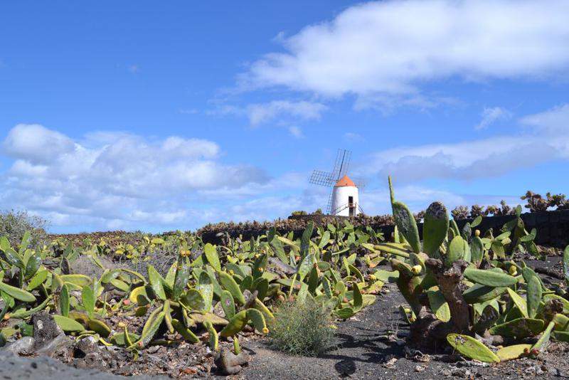 parque dos cactus