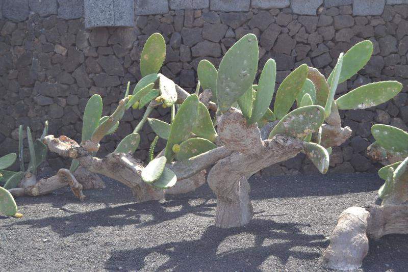 parque dos cactus