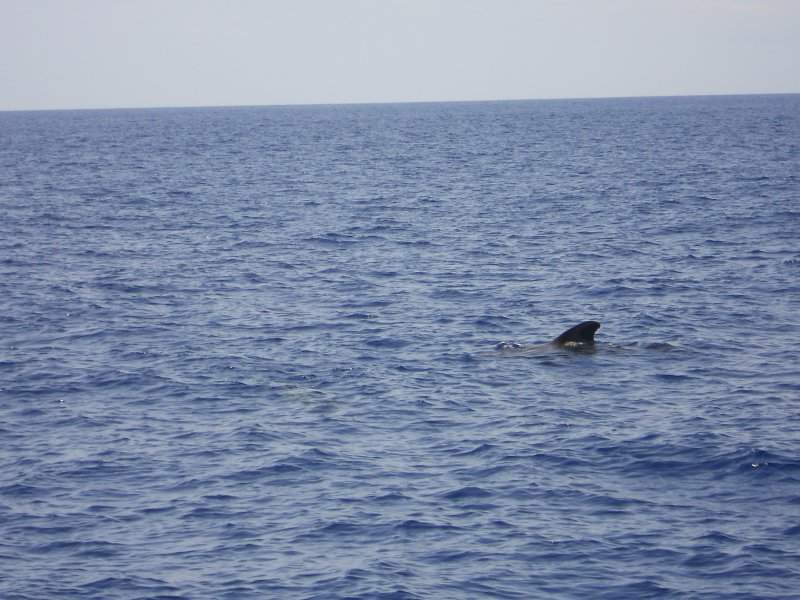 Passeio de barco pela costa