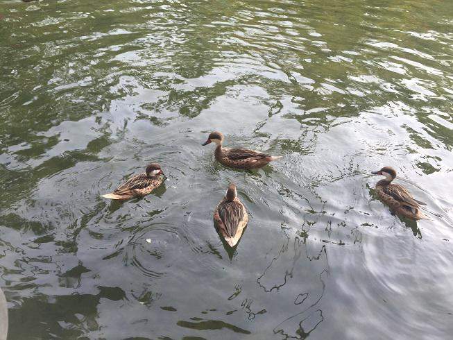 Patos