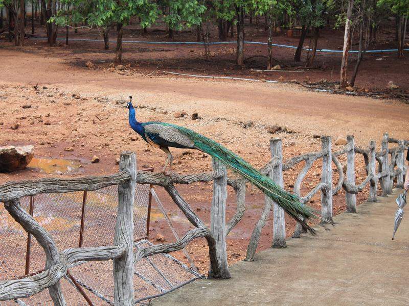Pavão - Tiger Temple
