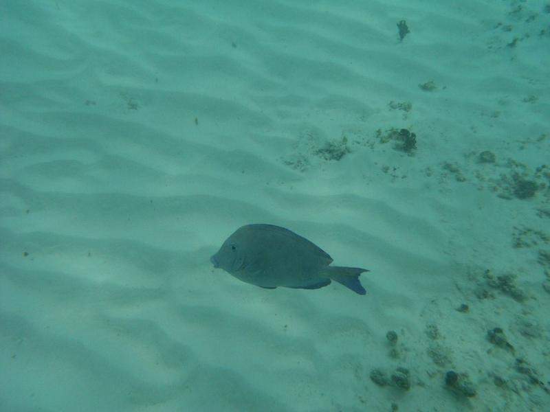 Peixe azul