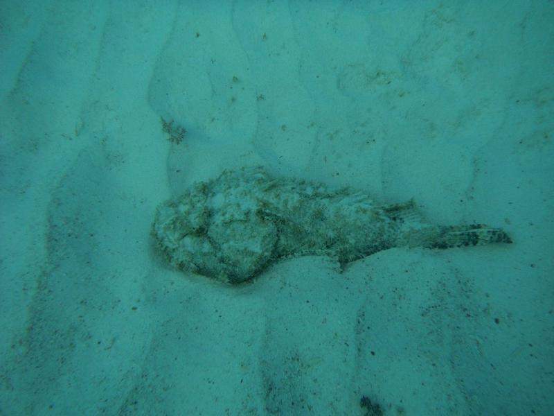 Peixe rocha?