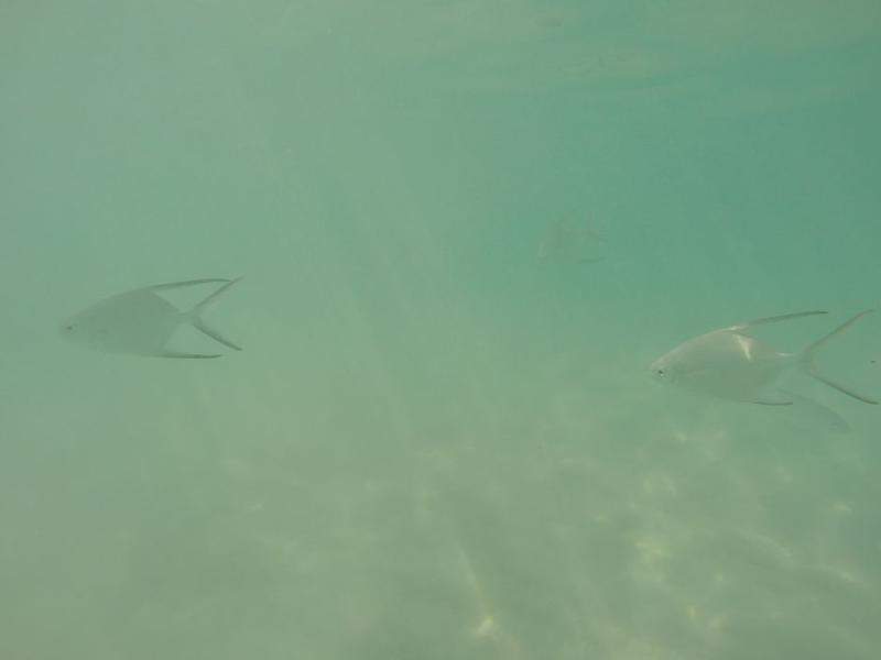 Peixes na plara Maroma
