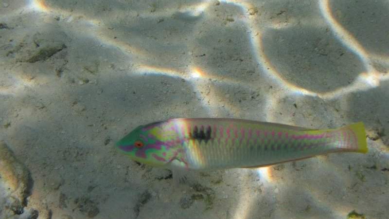 Peixinho