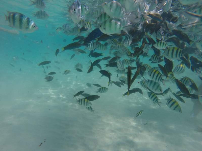 Peixinhos Perhentian