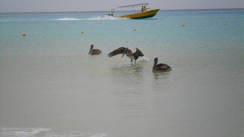 Pelicanos assustadores!!