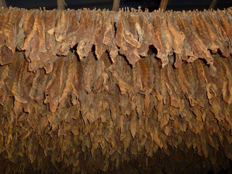 Plantações De Tabaco (1)