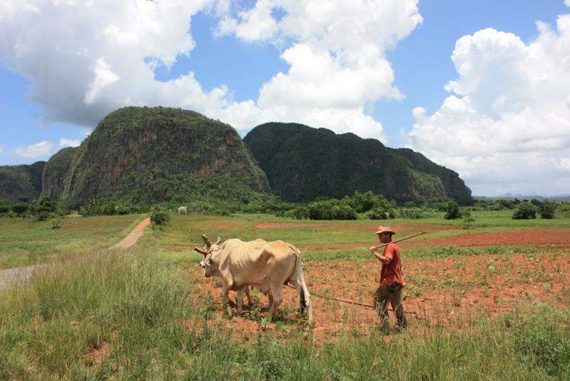 Plantações De Tabaco (10)