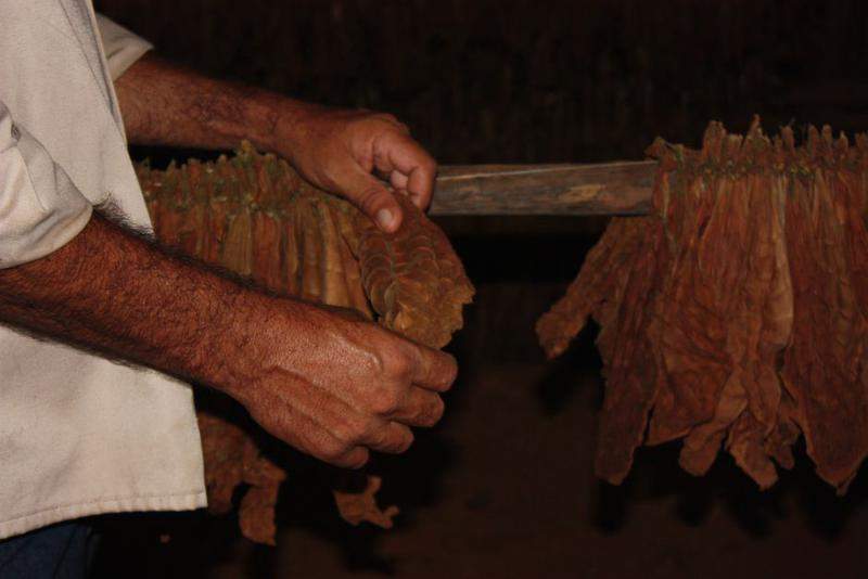 Plantações De Tabaco (12)
