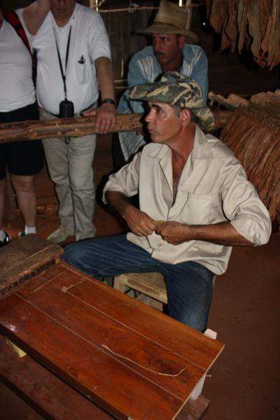Plantações De Tabaco (13)