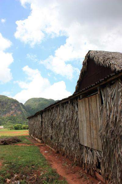 Plantações De Tabaco (17)