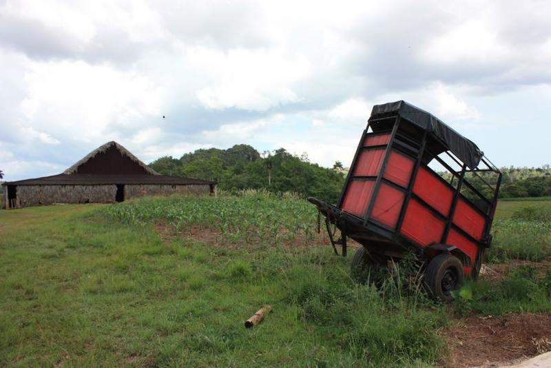 Plantações De Tabaco (19)