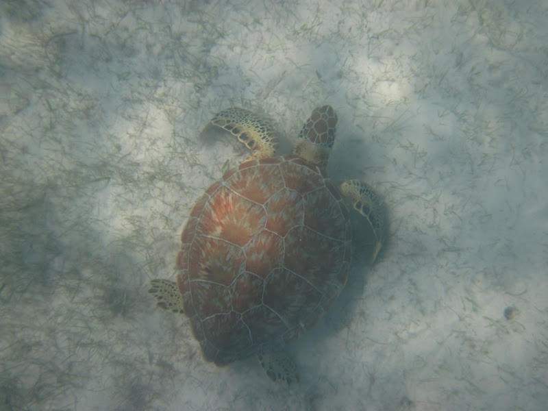 Playa Akumal 5