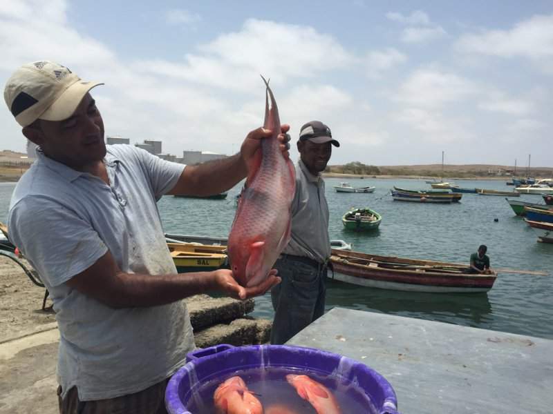 Porto de Pesca de Palmeira