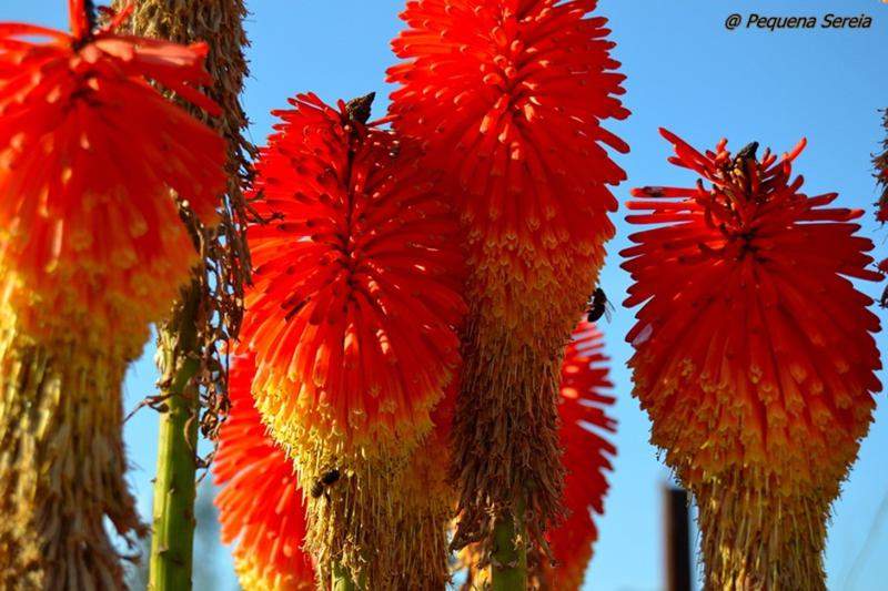 Primavera Em Flor