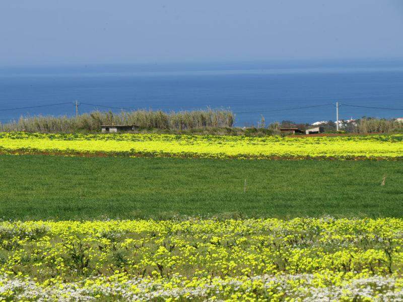Primavera