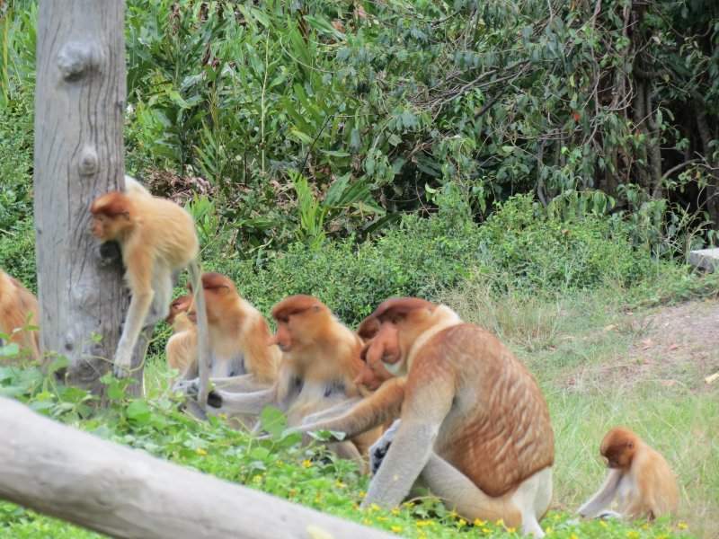 Proboscis Monkeys