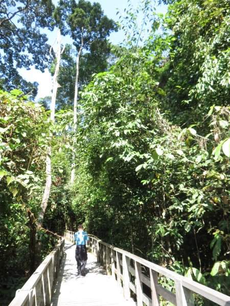 Sepilok Jungle