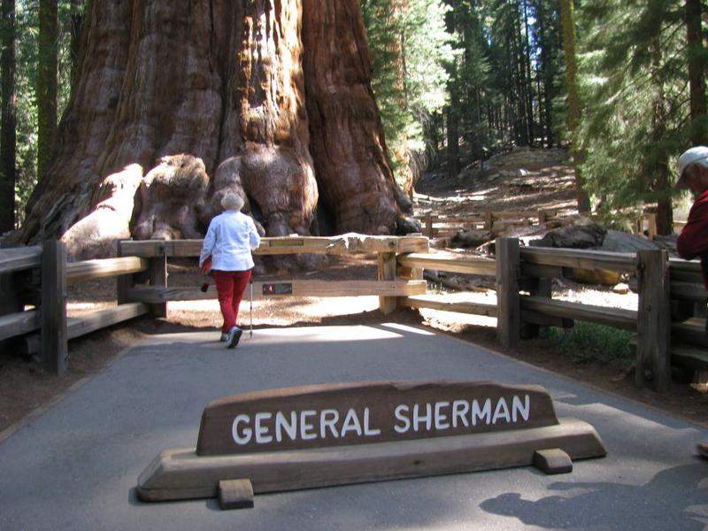 Sequoia gigante,das maiores do mundo-General Sherman