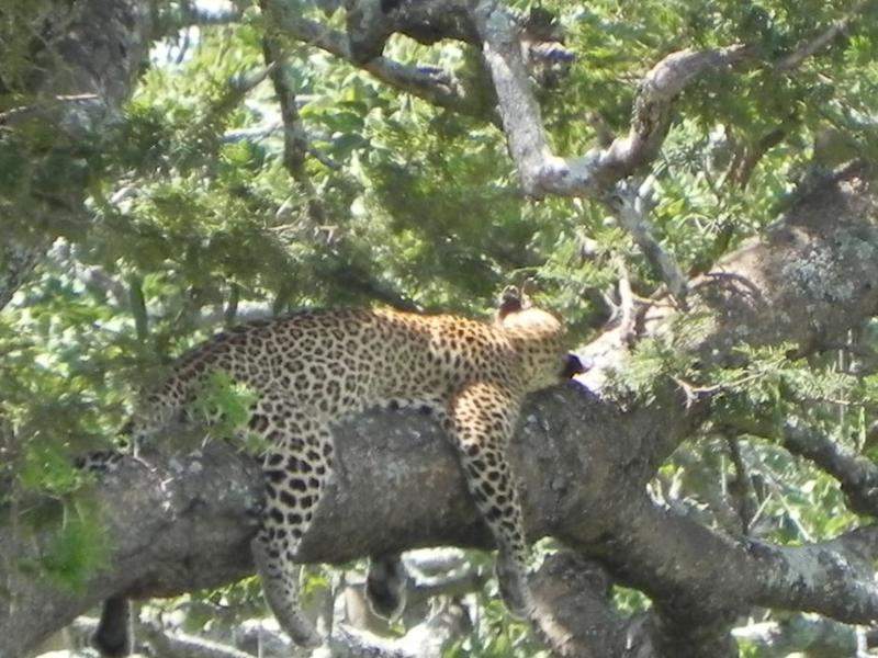 Serengeti