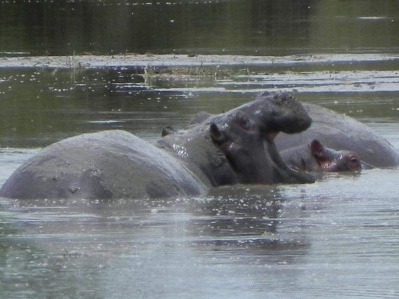 Serengeti