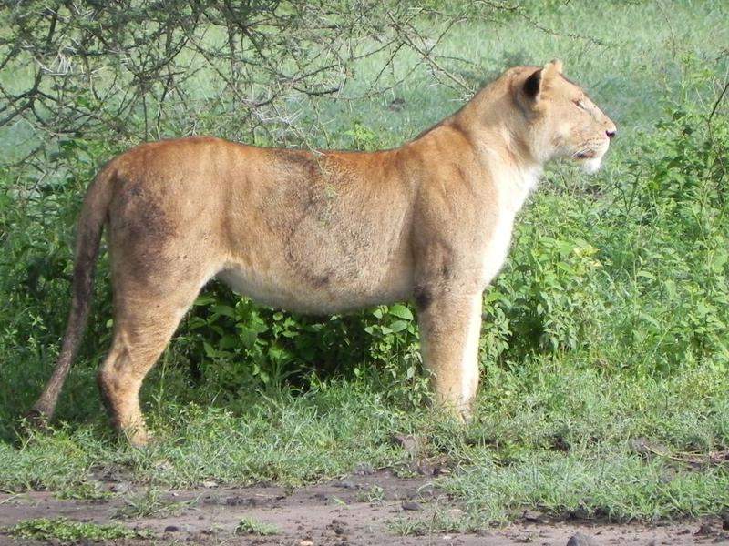 Serengeti