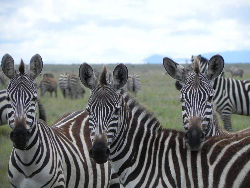Serengeti