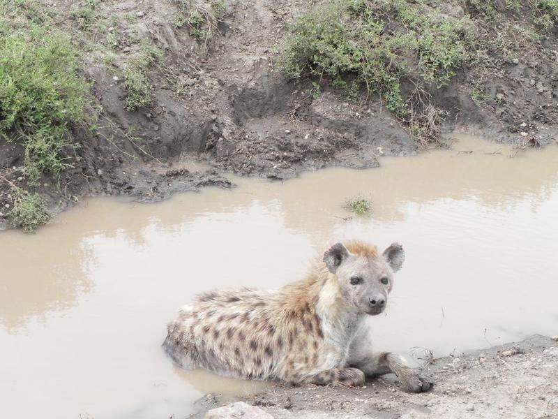 Serengeti