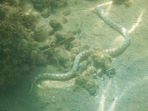 serpente marinha el portillo samaná