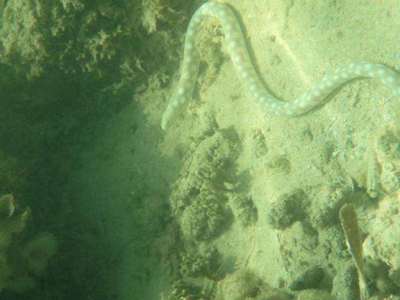 serpente marinha el portillo samaná